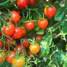 80 Sub Arctic Plenty Tomato Solanum Lycopersicum Red Determinate Heirloom Seeds Garden USA Fast Ship