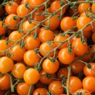 100 Orange Cherry Tomato Heirloom Solanum Lycopersicum Indeterminate Seeds Garden USA Fast Shipping