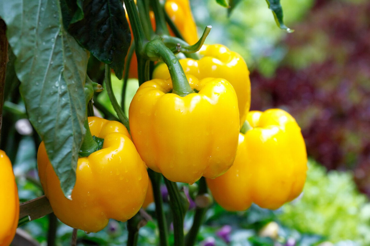 20 Organic Yellow Mini Bell Pepper Sweet Mild Miniature Capsicum Vegetable Seeds Garden USA Fast Shi
