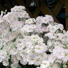 100 White Fairy Primrose Primula Malacoides Shade Houseplant Flower Seeds Garden USA Fast Shipping
