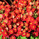 100 Crimson Fairy Primrose Red Primula Malacoides Shade Houseplant Flower Seeds Garden USA Fast Ship