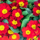 15 Scarlet English Primrose Red Primula Vulgaris Shade Houseplant Flower Seeds Garden USA Fast Shipp