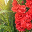 100 Mixed Dwarf Tom Thumb Impatiens Balsamina Sun Or Shade Purple Flower Seeds Garden USA Fast Shipp