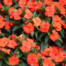 50 Dwarf Orange Impatiens Walleriana Sun Or Full Shade Flower Seeds Garden USA Fast Shipping