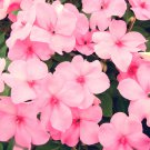 50 Dwarf Pink Impatiens Walleriana Sun Or Full Shade Flower Seeds Ping Garden USA Fast Shipping