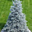 50 Colorado Blue Spruce Tree Picea Pungens Glauca Christmas Tree Silver Seeds Garden USA Fast Shippi