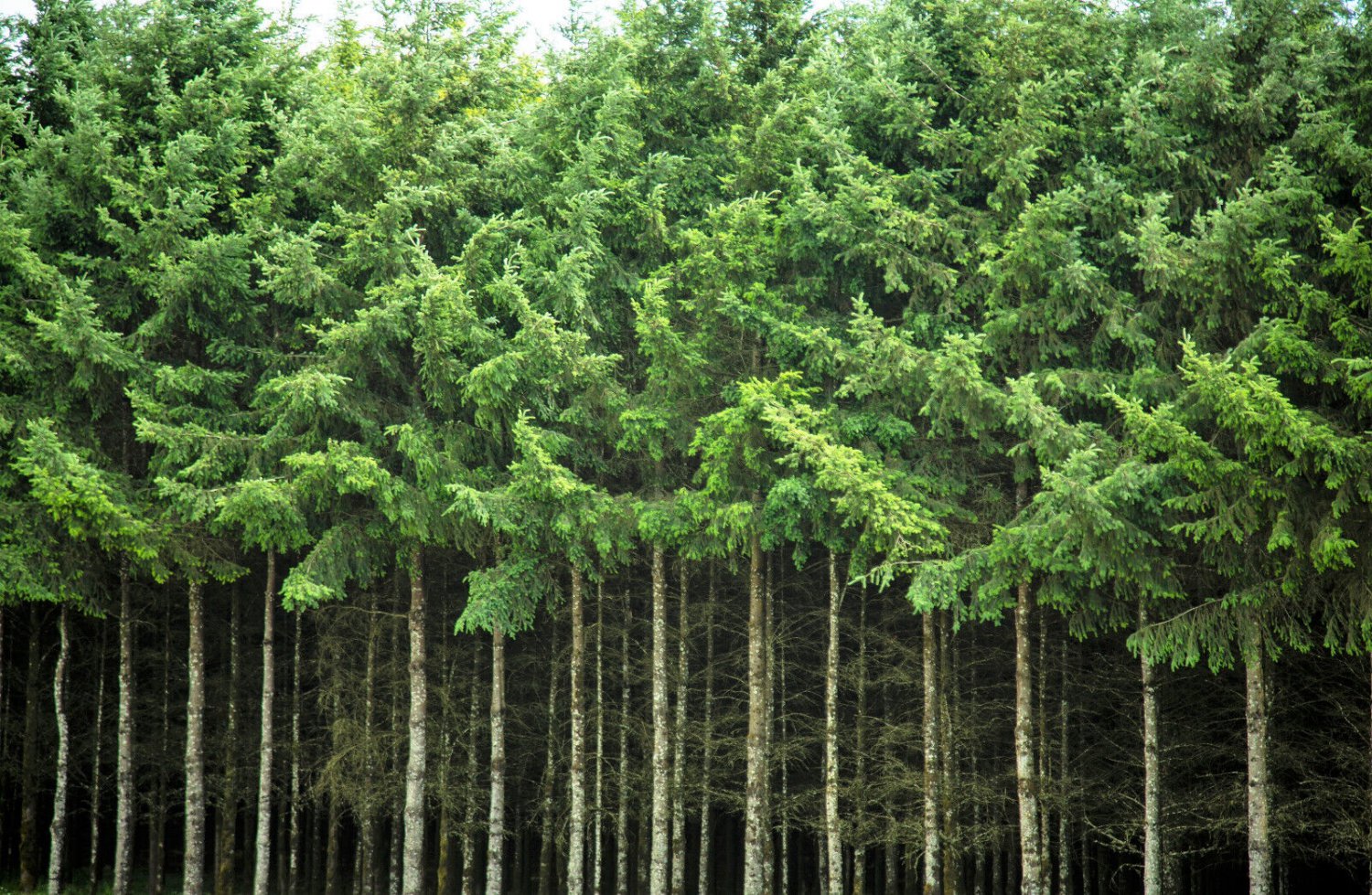 20 Douglas Fir Tree Abies Pseudotsuga Menziesii Christmas Tree Blue Pine Seeds Garden USA Fast Shipp