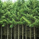 20 Douglas Fir Tree Abies Pseudotsuga Menziesii Christmas Tree Blue Pine Seeds Garden USA Fast Shipp