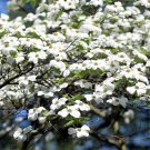10 American White Flowering Dogwood Small Tree Cornus Florida Seeds Garden USA Fast Shipping