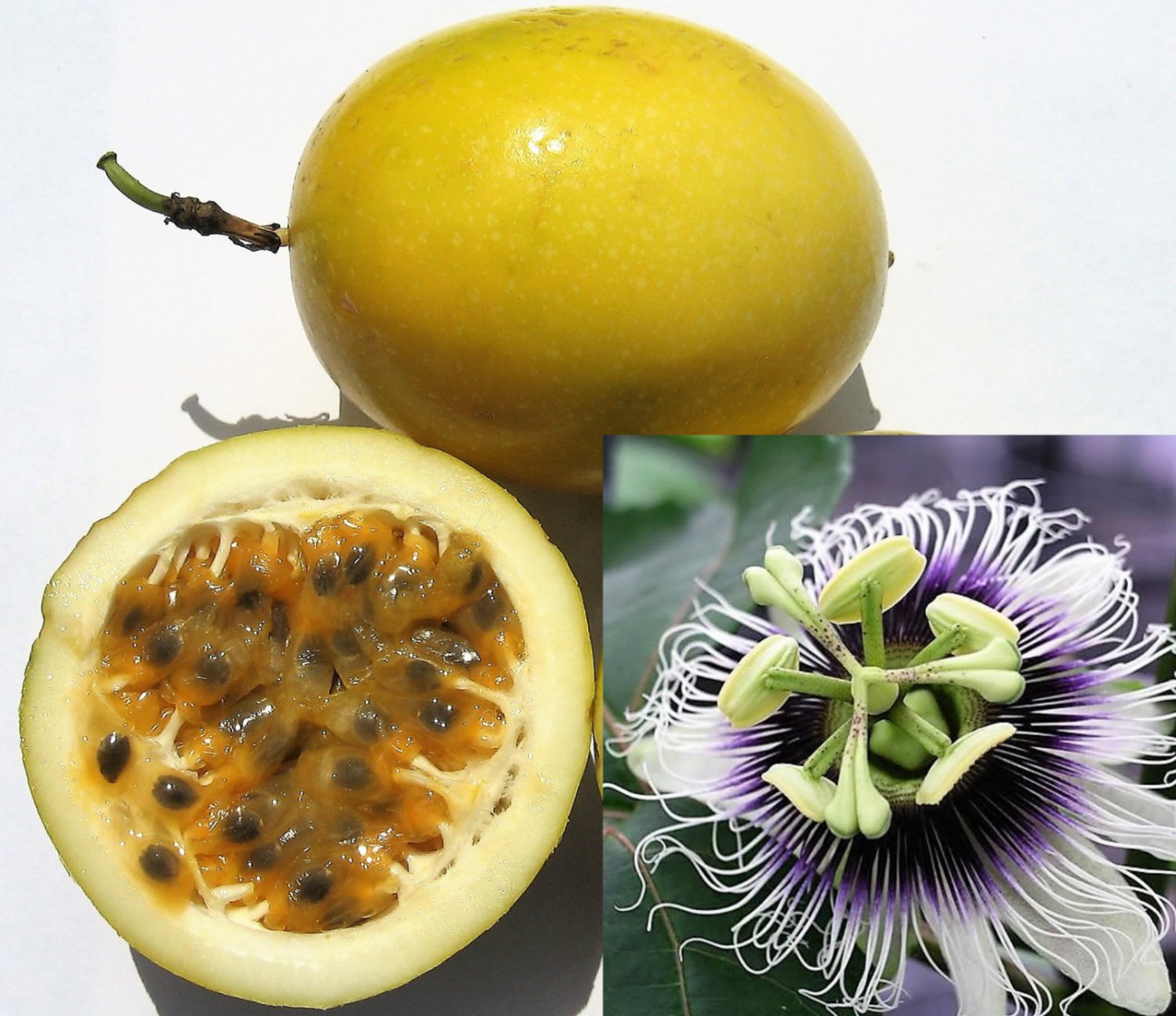 10 Yellow Passion Fruit Vine Passiflora Edulis Flavicarpa Passionfruit Seeds Garden USA Fast Shippin