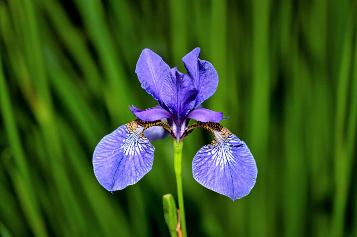 25 Blue Flag Iris Versicolor Fragrant Native Purple Yellow White Flower Seeds Garden USA Fast Shippi