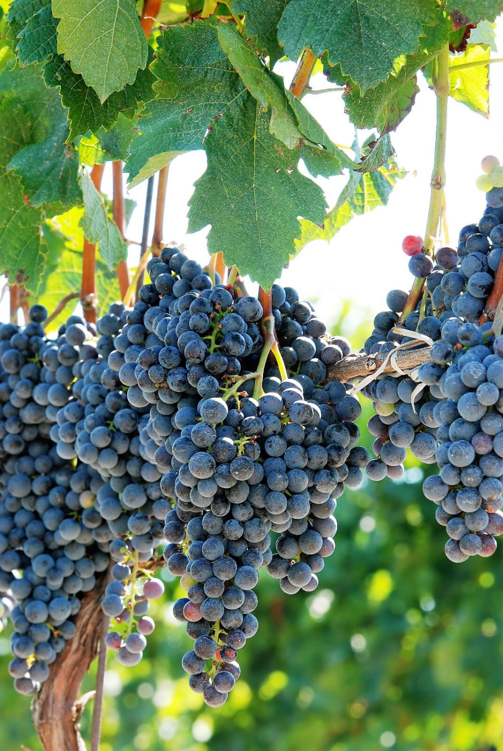 10 Purple Concord Grape Fruit Vine Vitis Labrusca White Flower Seeds Garden USA Fast Shipping