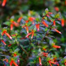 10 Red Cigar Plant Mexican Firecracker Cuphea Ignea Hummingbird Flower Seeds Garden USA Fast Shippin