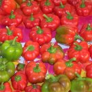 50 Organic Sheepnose Pimento Pepper Sweet Red Pimiento Cheese Capsicum Seeds Garden USA Fast Shippin