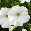 25 White Petunia Grandiflora Large Flower Seeds Ping Garden USA Fast Shipping