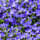 50 Creeping Blue Speedwell / Veronica Repens Flower Seeds Garden USA Fast Shipping