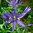 30 Blue Camas Camass Lily Wild Indian Hyacinth Camassia Quamash Flower Seeds Garden USA Fast Shippin 30 Blue Camas Camass Lily Wild Indian Hyacinth Camassia Quamash Flower Seeds Garden USA Fast Shippin