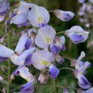 5 Japanese Wisteria Floribunda Flower Purple Ornamental Vine Climber Seeds Garden USA Fast Shipping