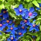 100 Blue & Scarlet Pimpernel Anagallis Monellii Anagallis Arvensis Flower Seeds Garden USA Fast Ship 100 Blue & Scarlet Pimpernel Anagallis Monellii Anagallis Arvensis Flower Seeds Garden USA Fast Ship