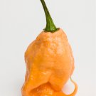 10 Peach Carolina Reaper Pepper Worlds Hottest Capsicum Chinense Chili Seeds Garden USA Fast Shippin 10 Peach Carolina Reaper Pepper Worlds Hottest Capsicum Chinense Chili Seeds Garden USA Fast Shippin