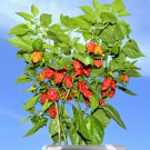 10 Red Carolina Reaper Pepper Worlds Hottest Capsicum Chinense Hot Chili Seeds Garden USA Fast Shipp