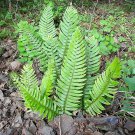 1500 Western Sword Fern Polystichum Munitum Giant Holly Swordfern Spores Seeds Garden USA Fast Shipp