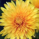 500 Yellow Chrysanthemum Morifolium Flower Seeds Garden USA Fast Shipping