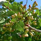 5 Pistachio Nut Tree Pistacia Vera Fruit Red Flowers Seeds Ipping Garden USA Fast Shipping 5 Pistachio Nut Tree Pistacia Vera Fruit Red Flowers Seeds Ipping Garden USA Fast Shipping