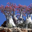 10 Mixed Desert Rose / Adenium Obesum African Houseplant Flower Seeds Garden USA Fast Shipping