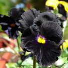 50 Black Pansy Clear Crystals Viola Wittrockiana Flower Seeds Garden USA Fast Shipping