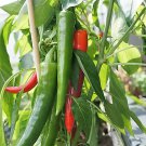 25 Organic Korean Dark Green Pepper Lady Han Hot Chili Long Red Capsicum Seeds Garden USA Fast Shipp