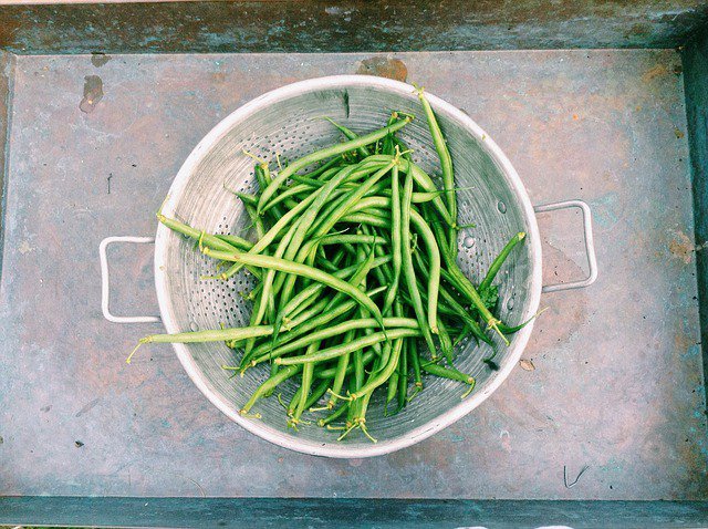 50 Slenderette Green Bean French Stringless Phaseolus Vulgaris Vegetable Seeds Garden USA Fast Shipp