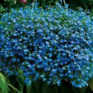 200 Blue Sapphire Lobelia Erinus Flower Seeds Garden USA Fast Shipping