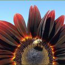 25 Chocolate Cherry Sunflower Helianthus Annuus Red & Brown Flower Seeds Garden USA Fast Shipping