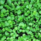 20 Corsican Mint Mentha Requienii Herb Fragrant Ground Cover Flower Seeds Garden USA Fast Shipping