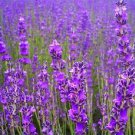 500 True English Lavender Vera Lavandula Angustifolia Herb Flower Seeds Garden USA Fast Shipping