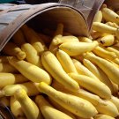 50 Early Prolific Straightneck Squash Yellow Summer Bush Heirloom Seeds Garden USA Fast Shipping 50 Early Prolific Straightneck Squash Yellow Summer Bush Heirloom Seeds Garden USA Fast Shipping