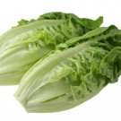 3000 Little Gem Lettuce Small Romaine Butterhead Lactuca Sativa Vegetable Seeds Garden USA Fast Ship