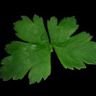 1500 Flat Leaf Parsley Seeds Petroselinum Crispum Plain Single Italian Parsley Garden USA Fast Shipp