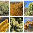 100 Fourwing Saltbrush Atriplex Canescens Gray Sage Brush Chamiso Shrub Seeds Garden USA Fast Shippi