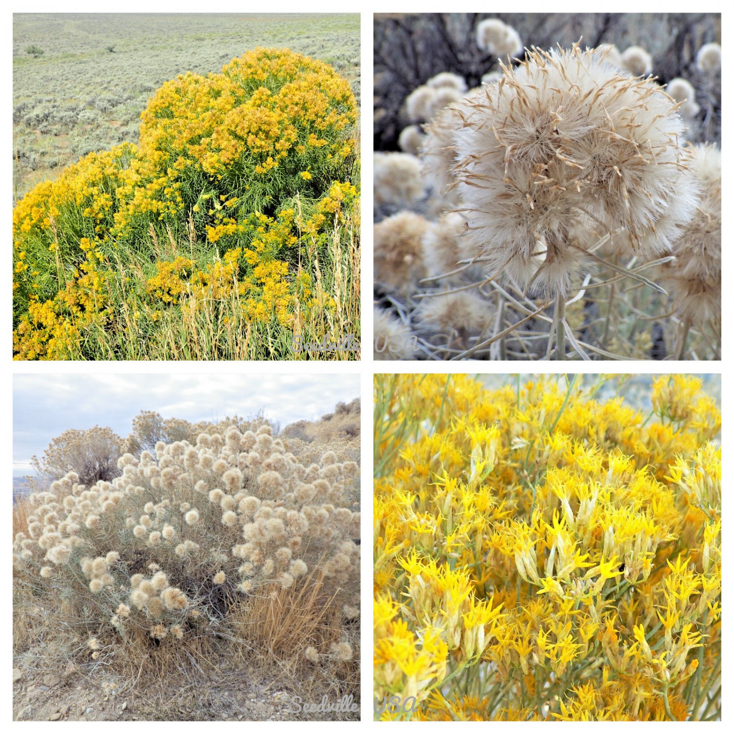 100 Rubber Rabbitbrush Chamisa Ericameria Desert Shrub Yellow Flower Seeds Garden USA Fast Shipping
