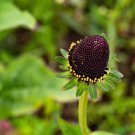 30 Western Coneflower Rudbeckia Occidentalis Green Wizard Black Flower Seeds Garden USA Fast Shippin