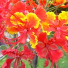 10 Red Bird Of Paradise Caesalpinia Pulcherrima Barbados Peacock Flower Seeds Garden USA Fast Shippi