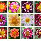50 Mixed Collarette Dahlia Variabilis Two Tone Red Pink Yellow Flower Seeds Garden USA Fast Shipping