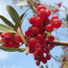 20 Silver Buffaloberry Shepherdia Argentea Red Fruit Native Bullberry Shrub Seed Garden USA Fast Shi