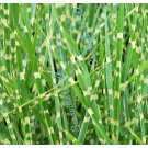 10 Zebra Grass Variegated Maiden Grass Miscanthus Sinensis Zebrinus Seeds Garden USA Fast Shipping