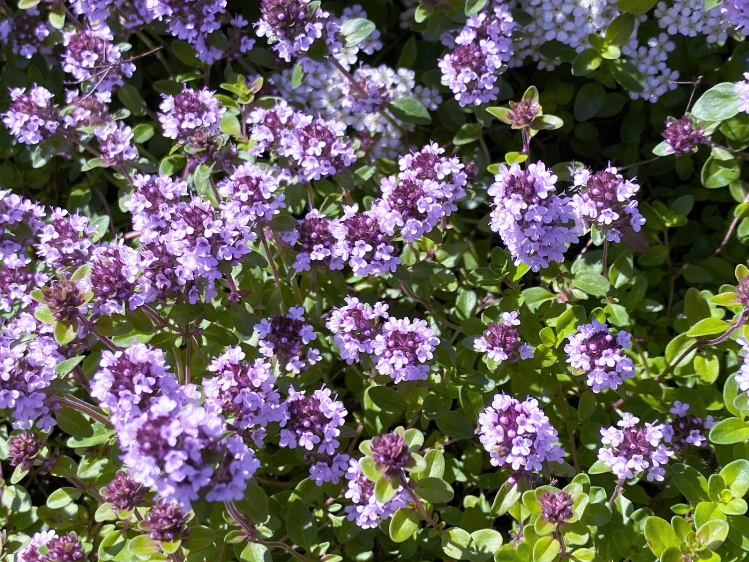 1000 Lemon Thyme Thymus Pulegioides Herb Flower Seeds Ping Garden USA Fast Shipping