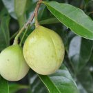 1 Nutmeg Tree Seed Myristica Fragrans Pala Mace Fruit Nut Pumpkin Pie Spice Garden USA Fast Shipping