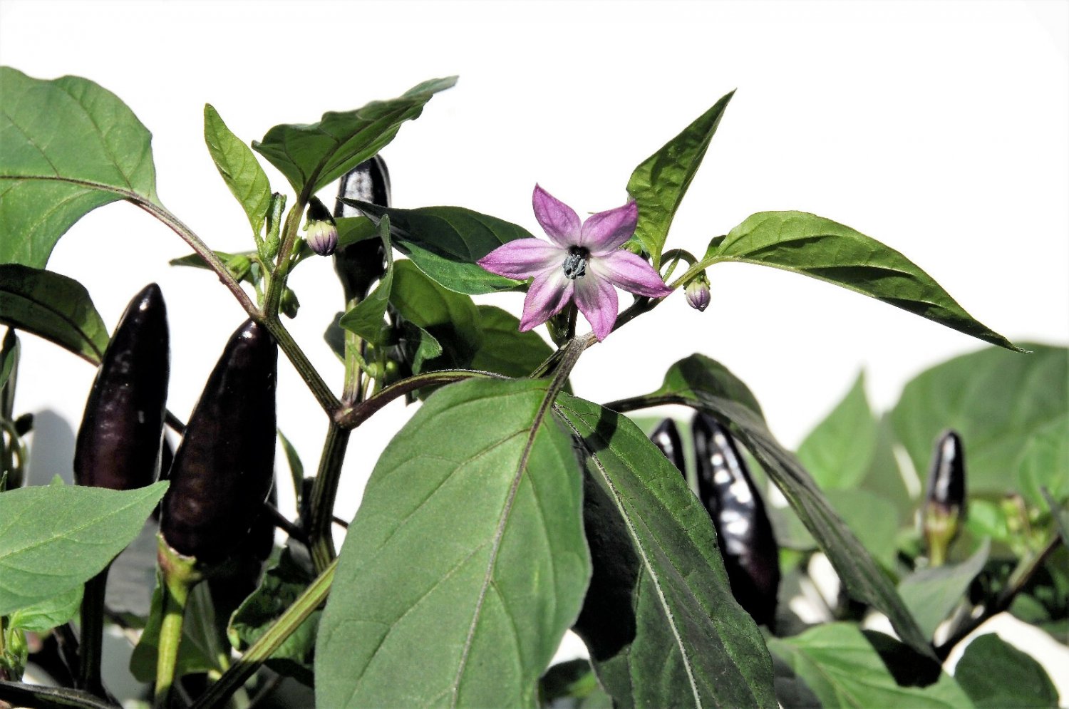 20 Royal Black Pepper Capsicum Annuum Very Hot Chilli Vegetable Seeds Garden USA Fast Shipping