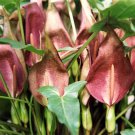 10 Dark Red Arum Cyrenaicum Orange Red Berries, Spotted Leaves Flower Seeds Garden USA Fast Shipping